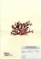 藏品(硬盾果藻)的圖片